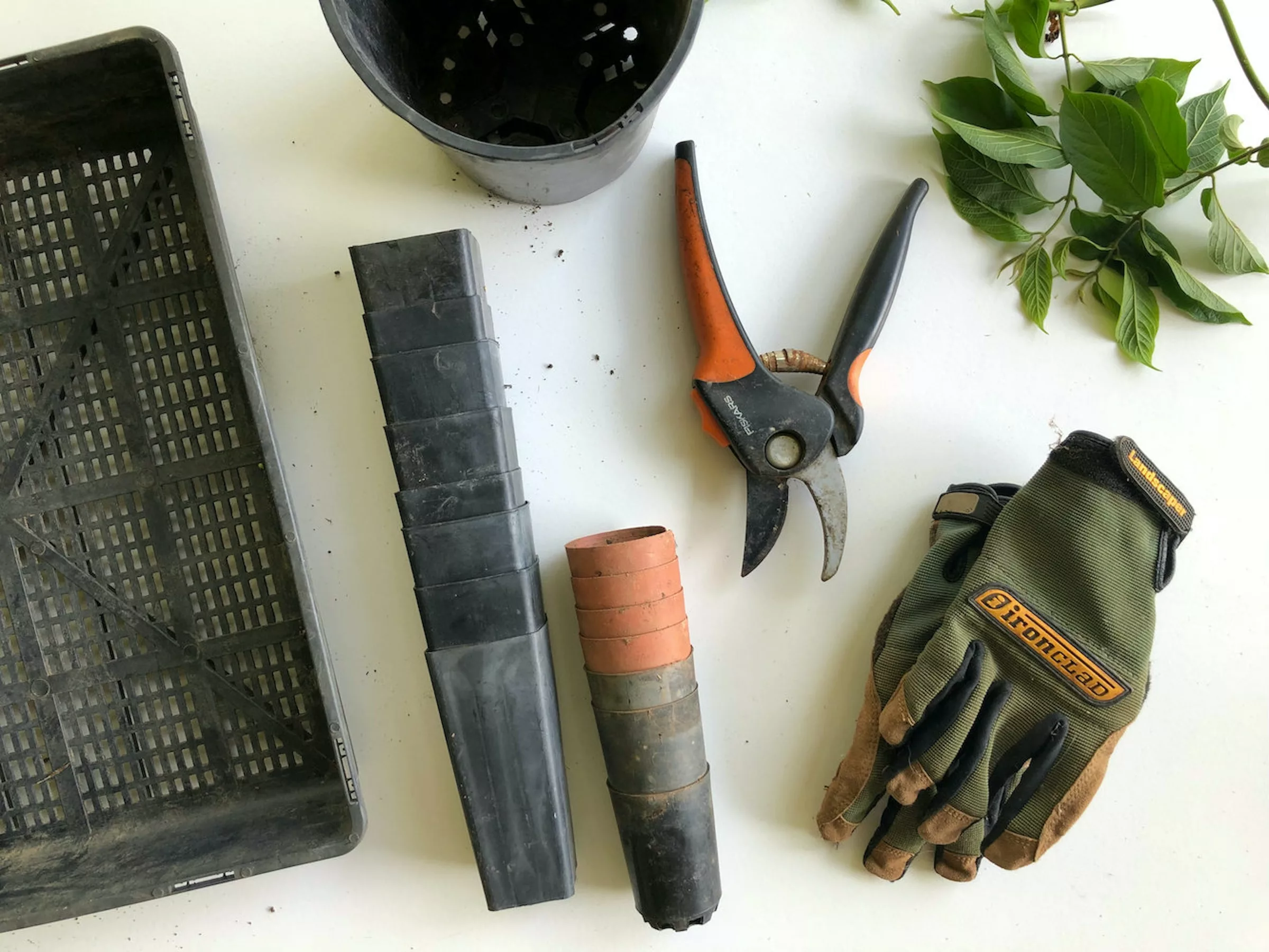 New to gardening? Here’s what you need to get started