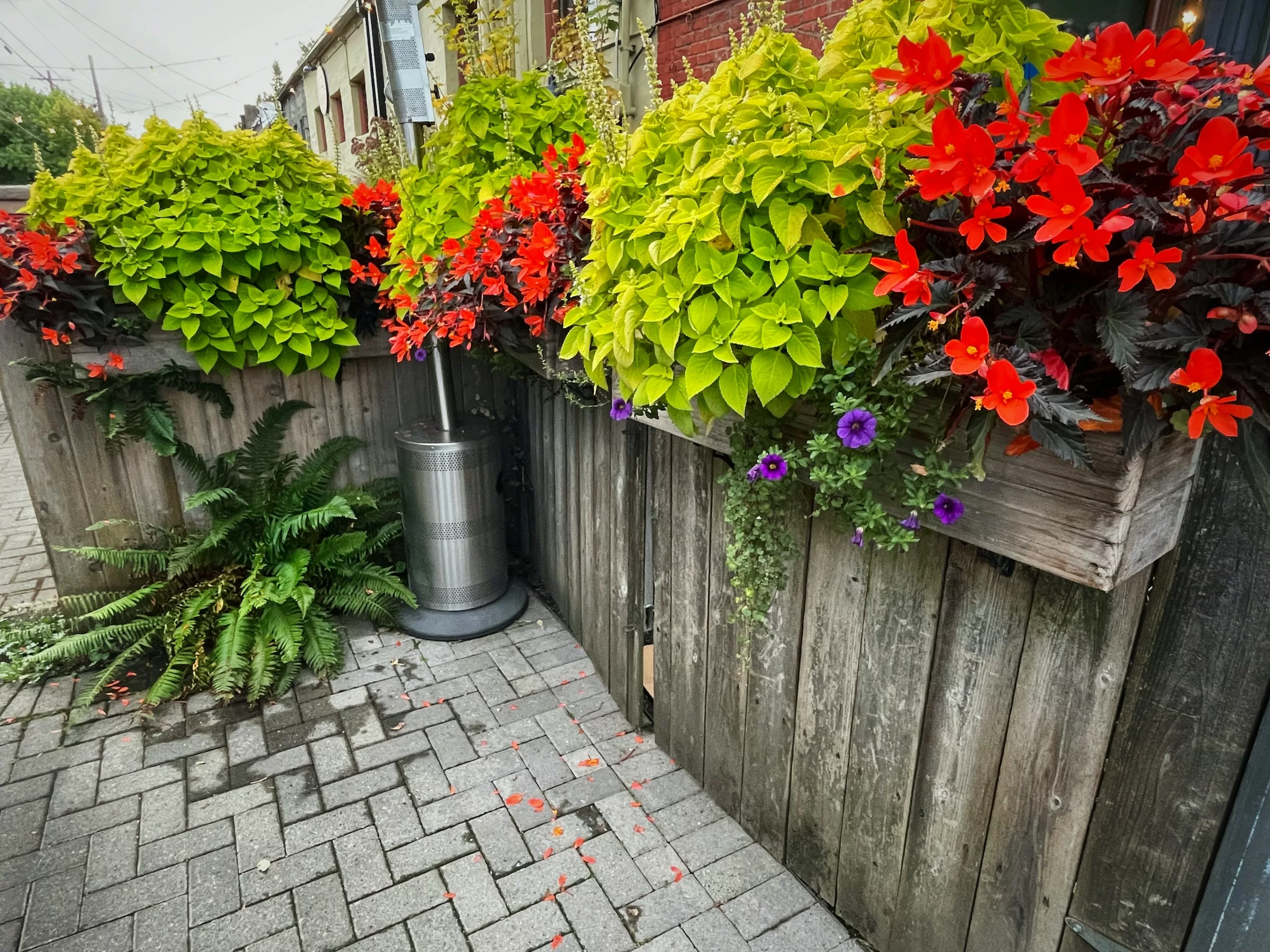 Best Plants for Limited Space Container Gardening on City Balconies