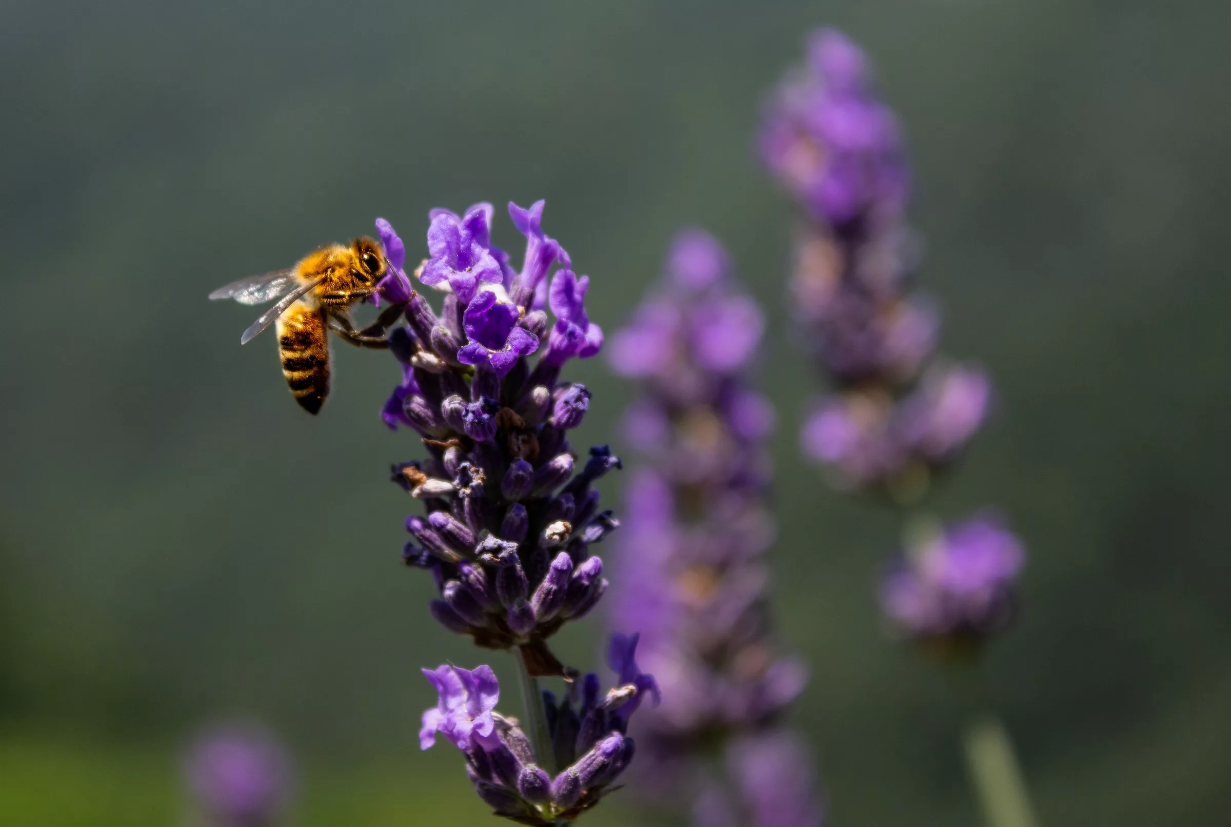 Creating a Pollinator-Friendly Oasis: Integrating Vegetables and Flowers