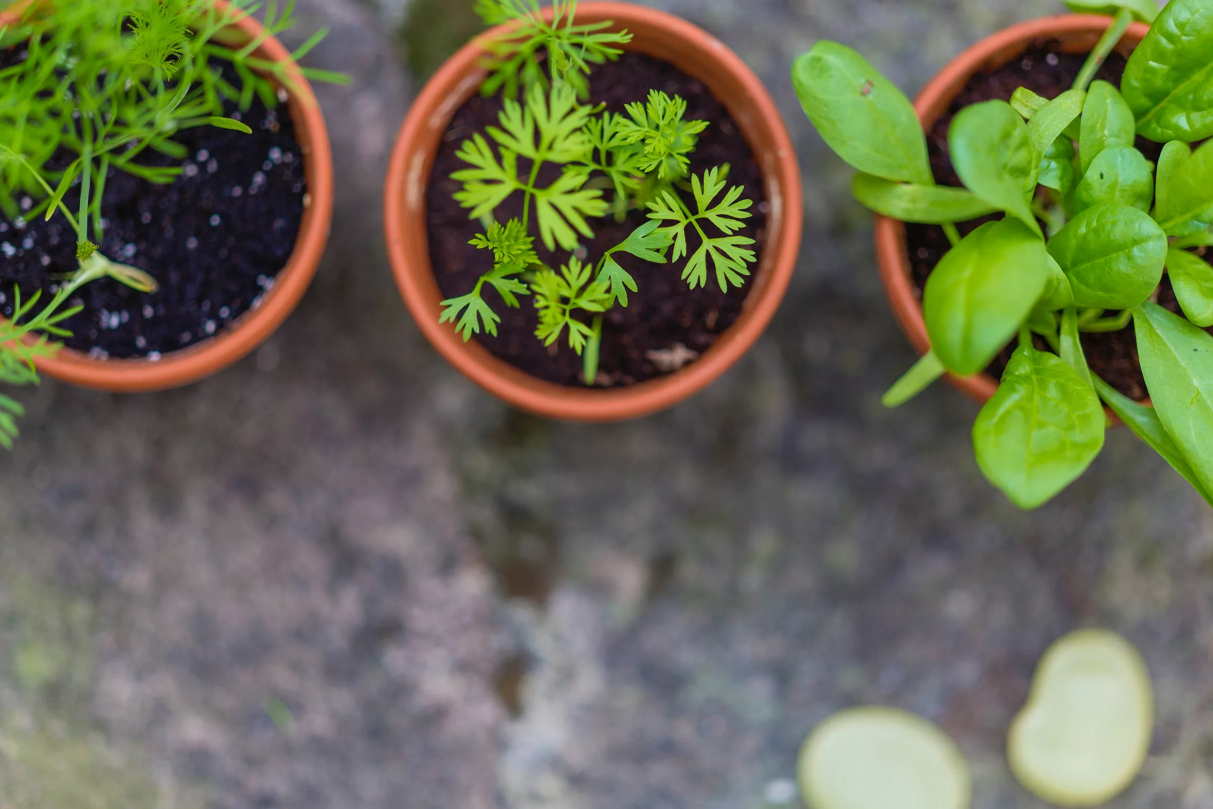 The Urban Gardener’s Guide to Container Gardening: Tips and Tricks for Small Spaces