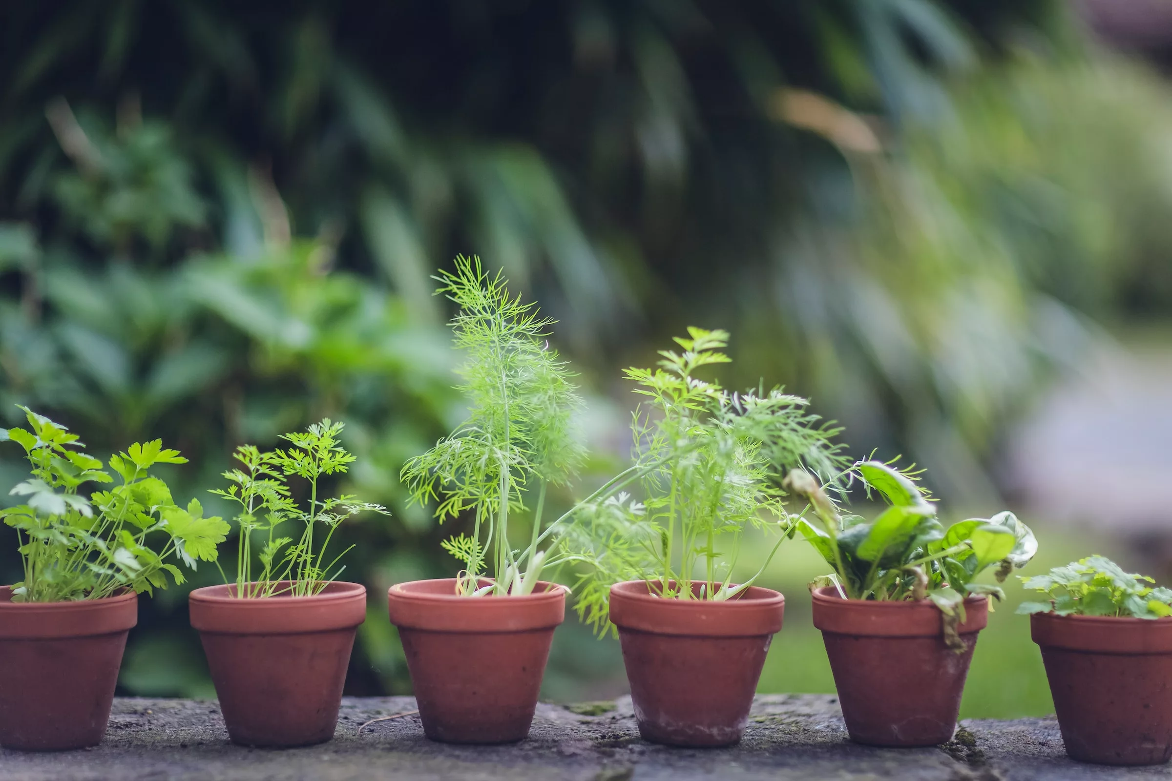 The Wonderful World of Herbs: Growing and Using Fresh Herbs in Your Garden