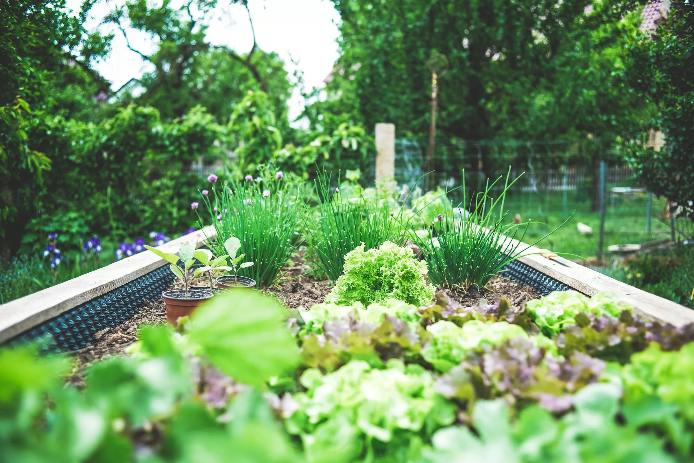 Raised Bed Gardening for Beginners: A Comprehensive Guide to Growing a Thriving Backyard Vegetable Garden