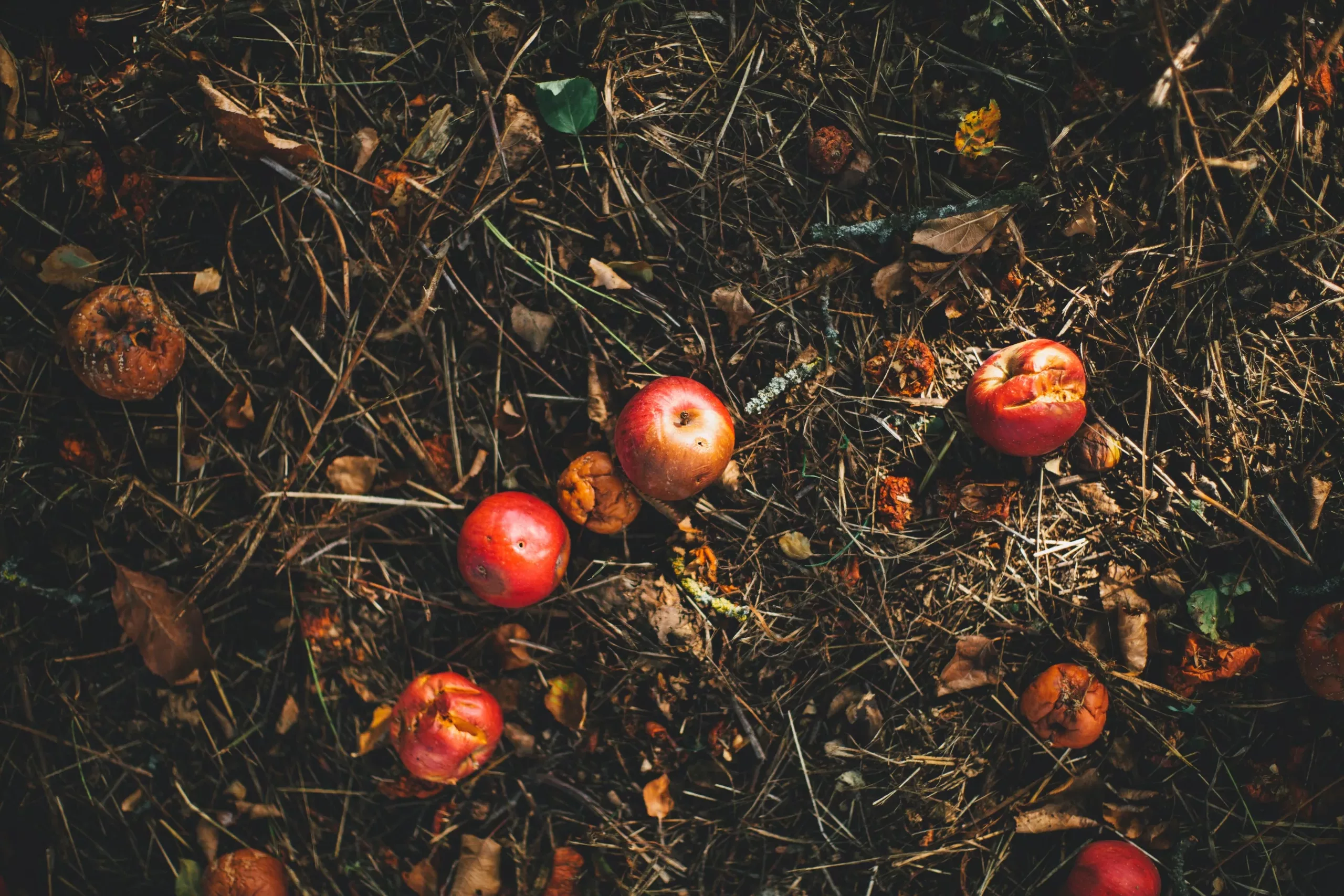 The Magic of Composting: Transforming Waste into Garden Treasure