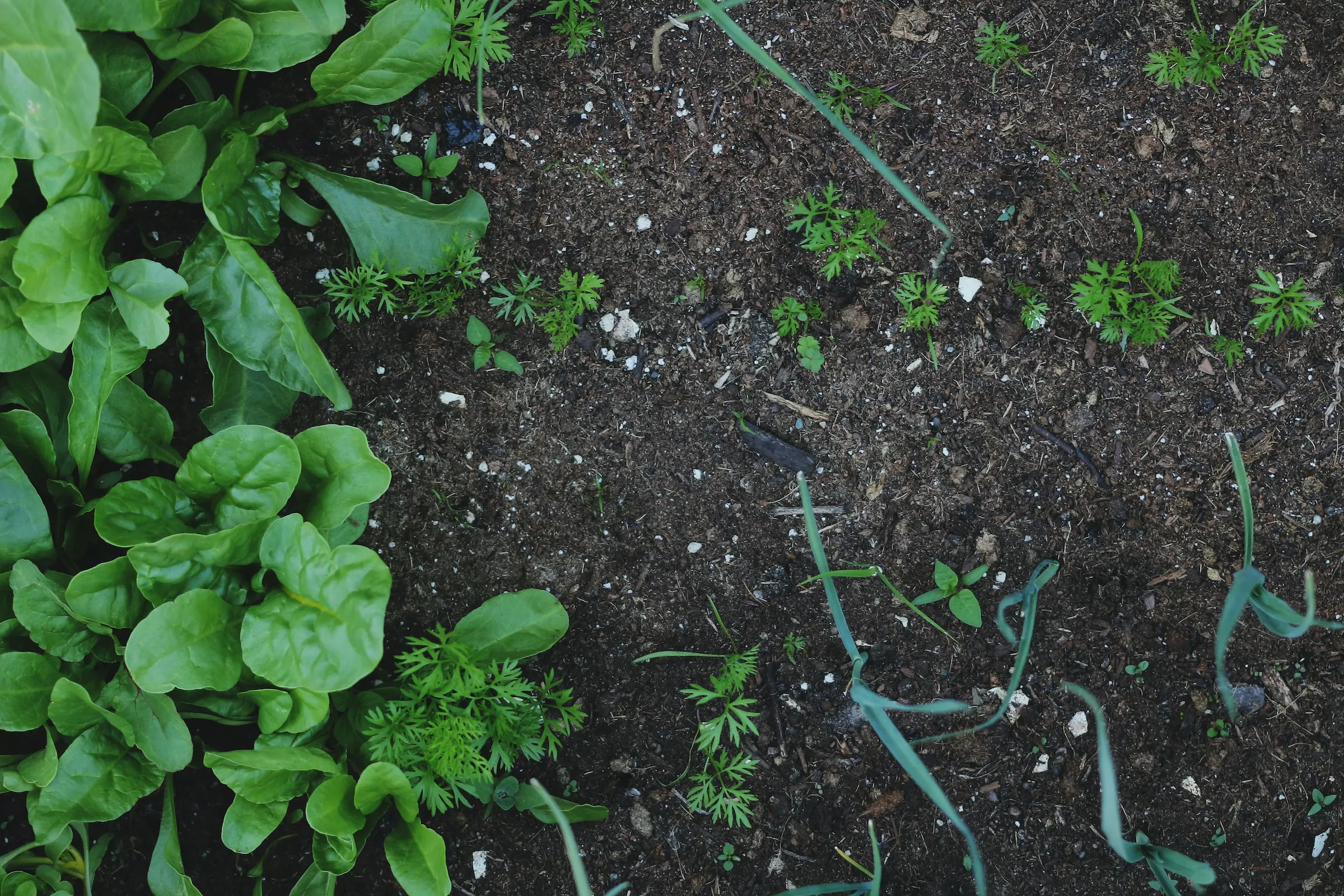 Understanding the Building Blocks of a Healthy Garden