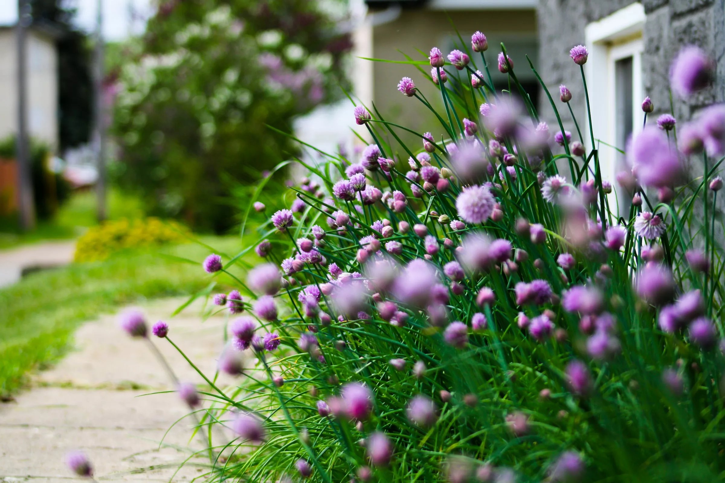 A feast for Your Eyes and Table: Designing an Edible Landscape for Your Small Garden