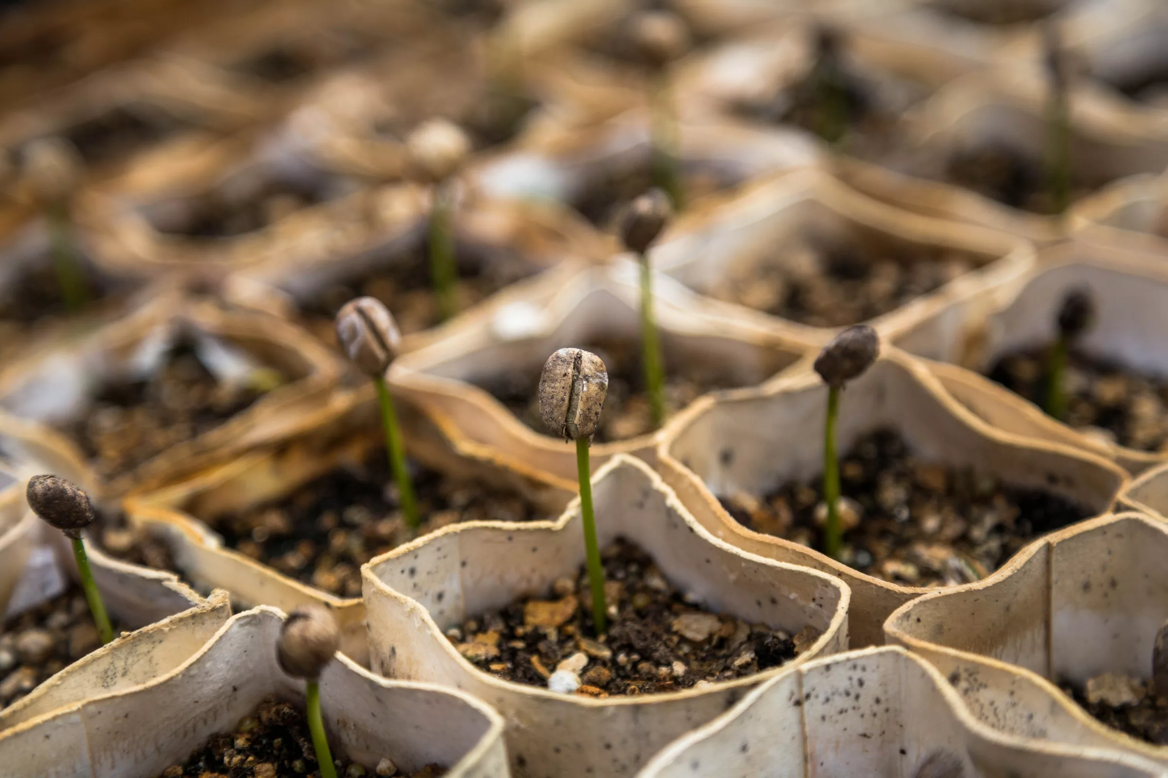 Homemade Seed Starting Trays on a Budget