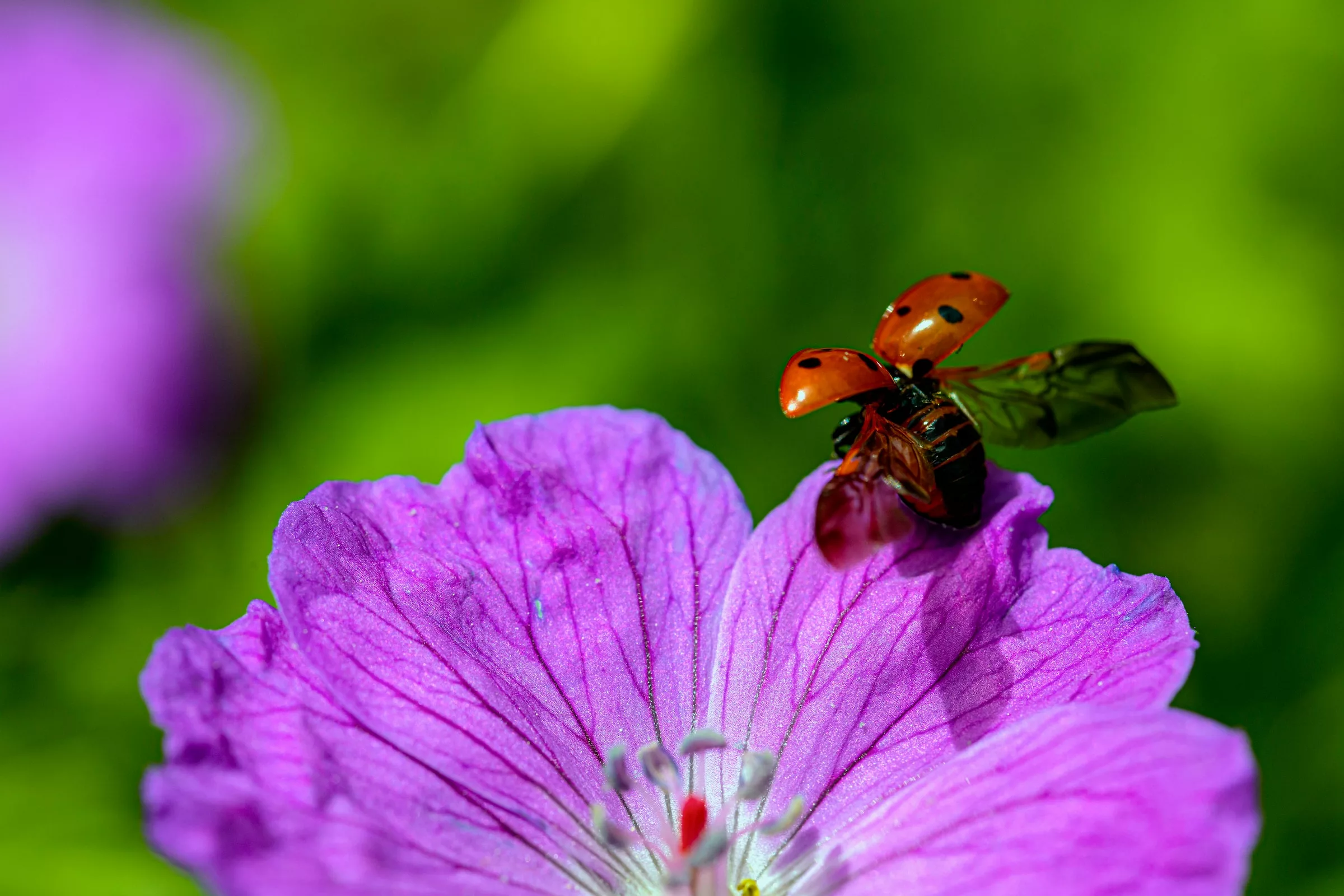 Embrace Nature’s Balance with Natural Pest Control Methods in Your Garden