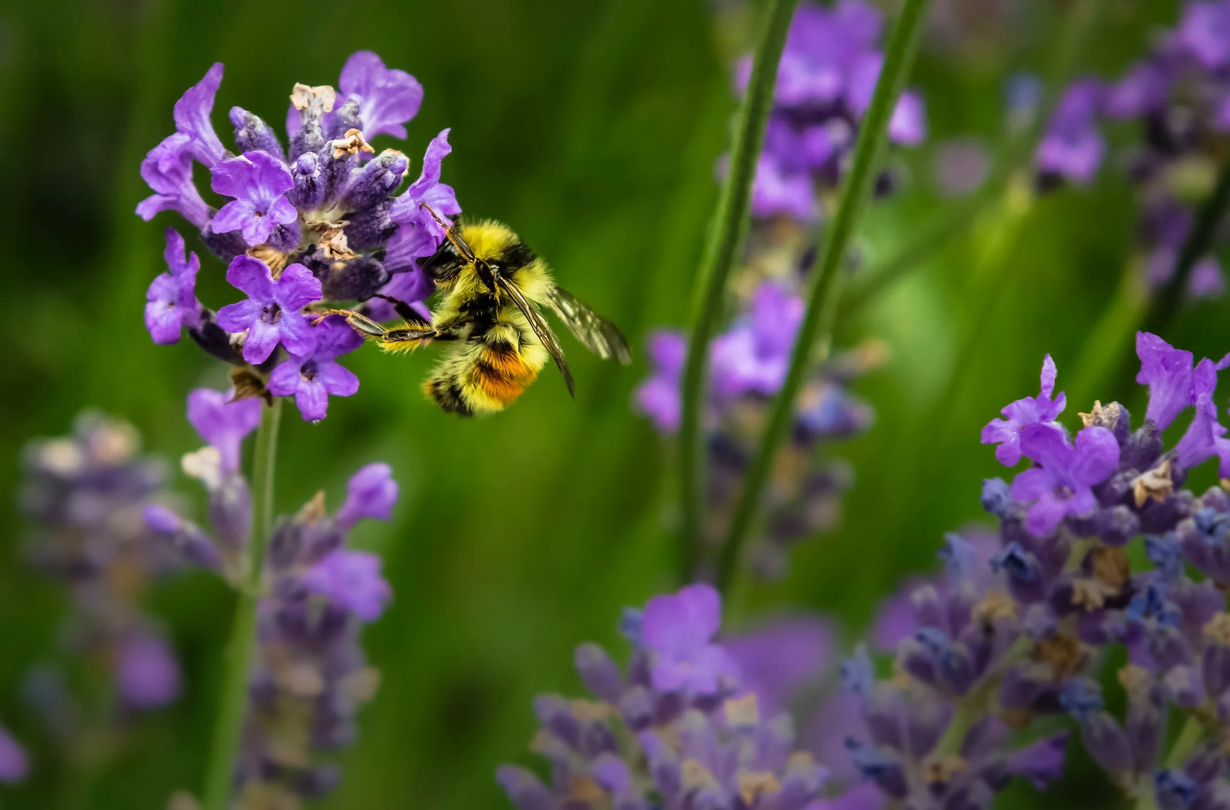 Pollinators in Permaculture: A Guide to Creating a Thriving Pollinator Haven