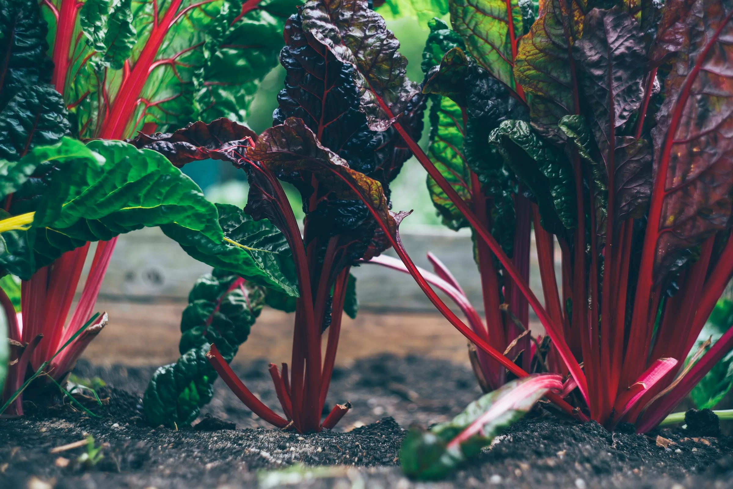 Swiss Chard