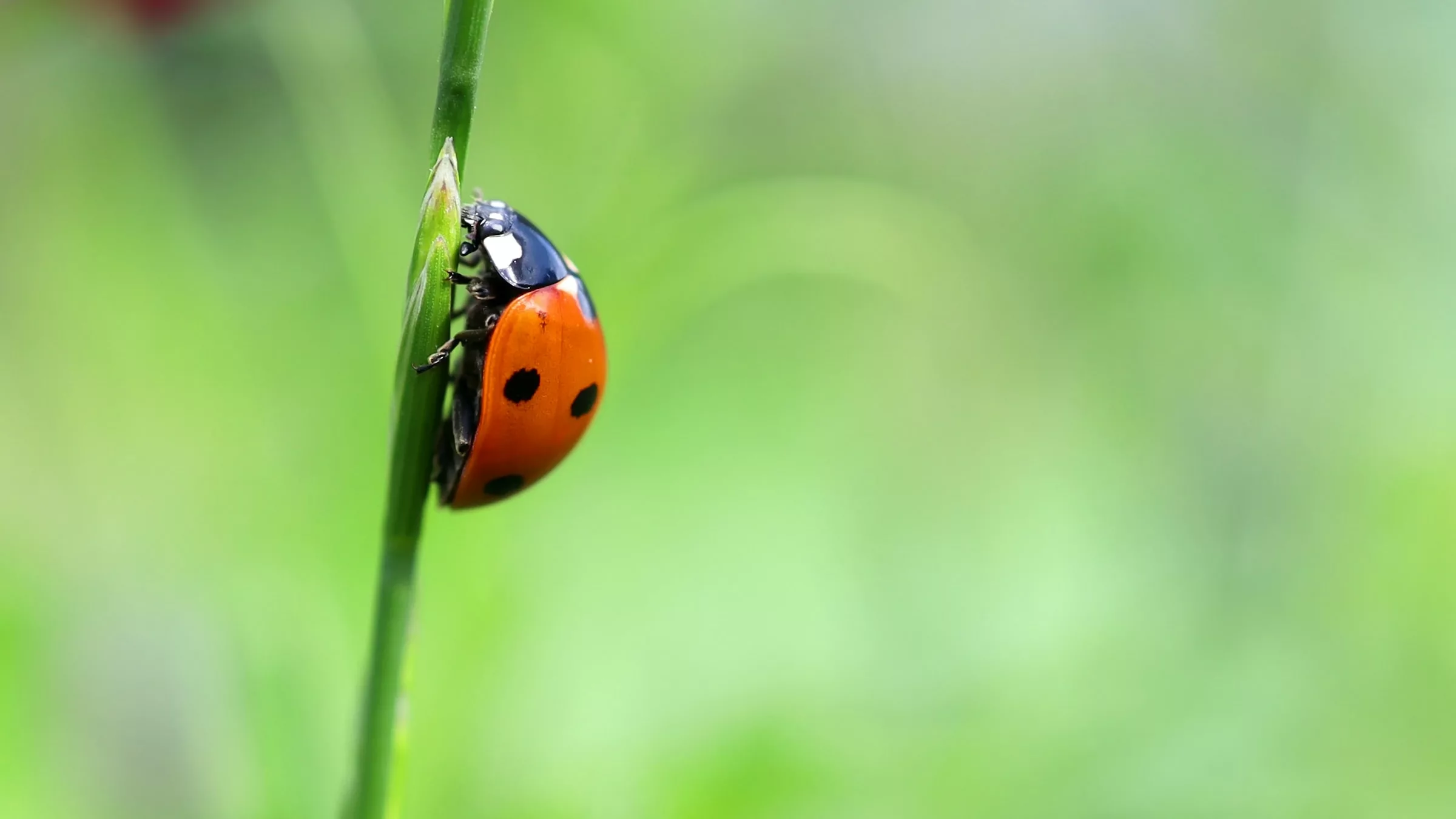 Friendly Fighters: Enlisting Beneficial Insects in Your War Against Garden Pests