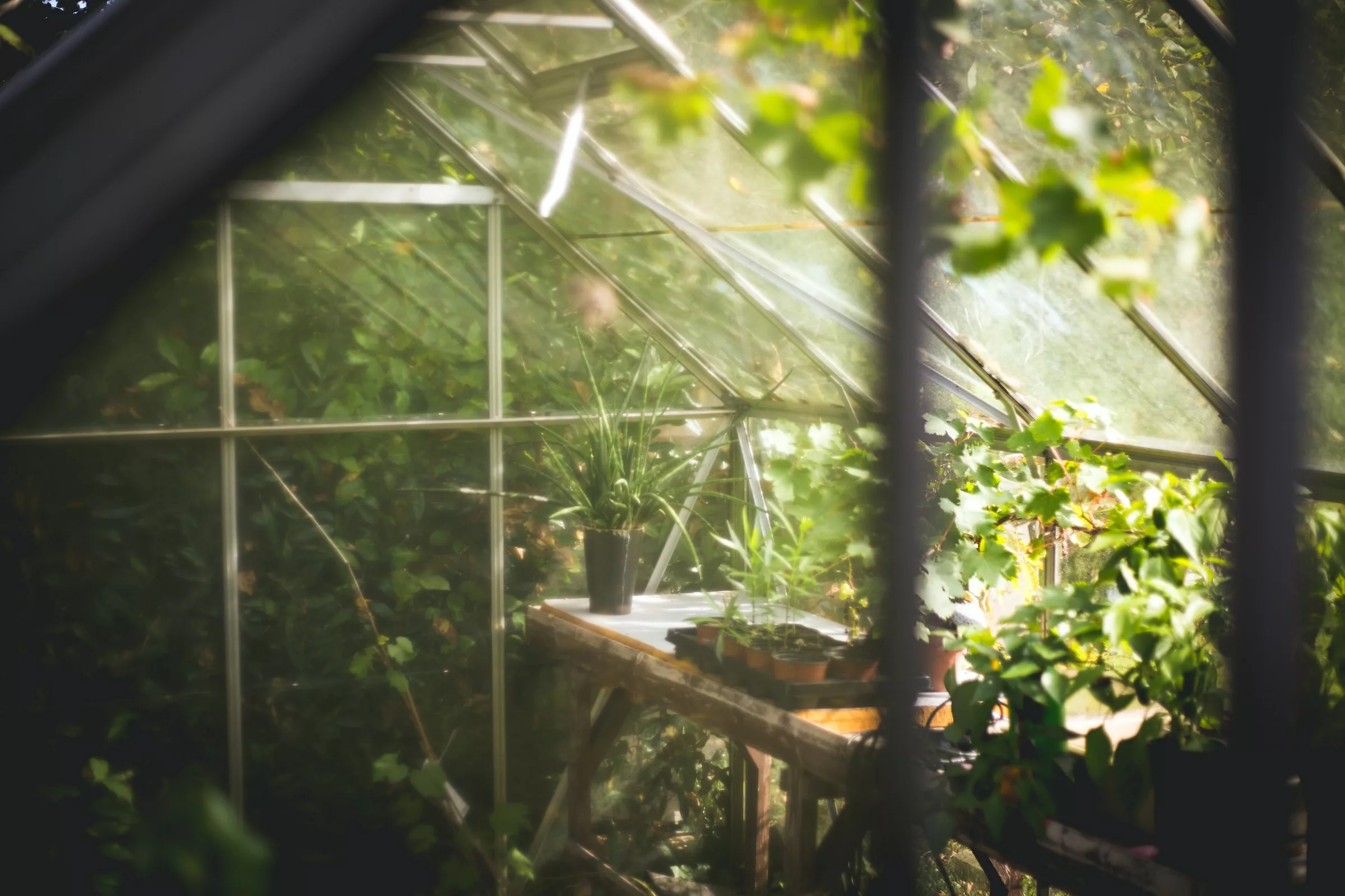 Microclimates in Small Gardens: Harnessing Nature’s Power for Plant Success