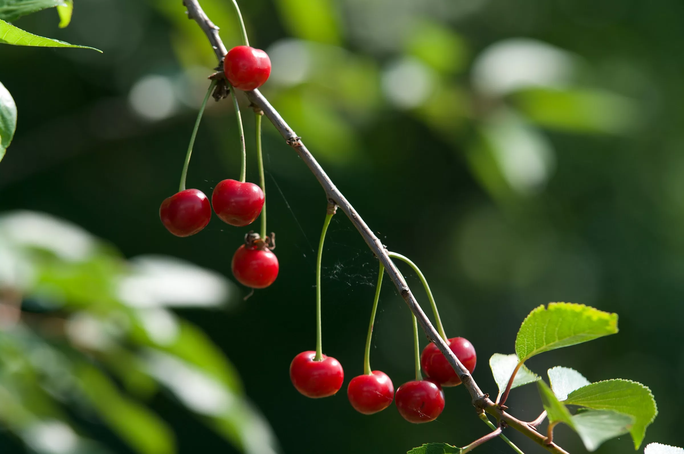 Cherries