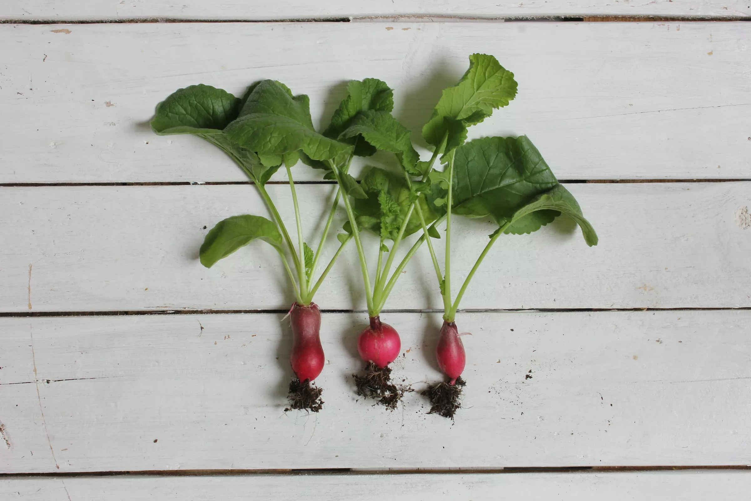 Radish