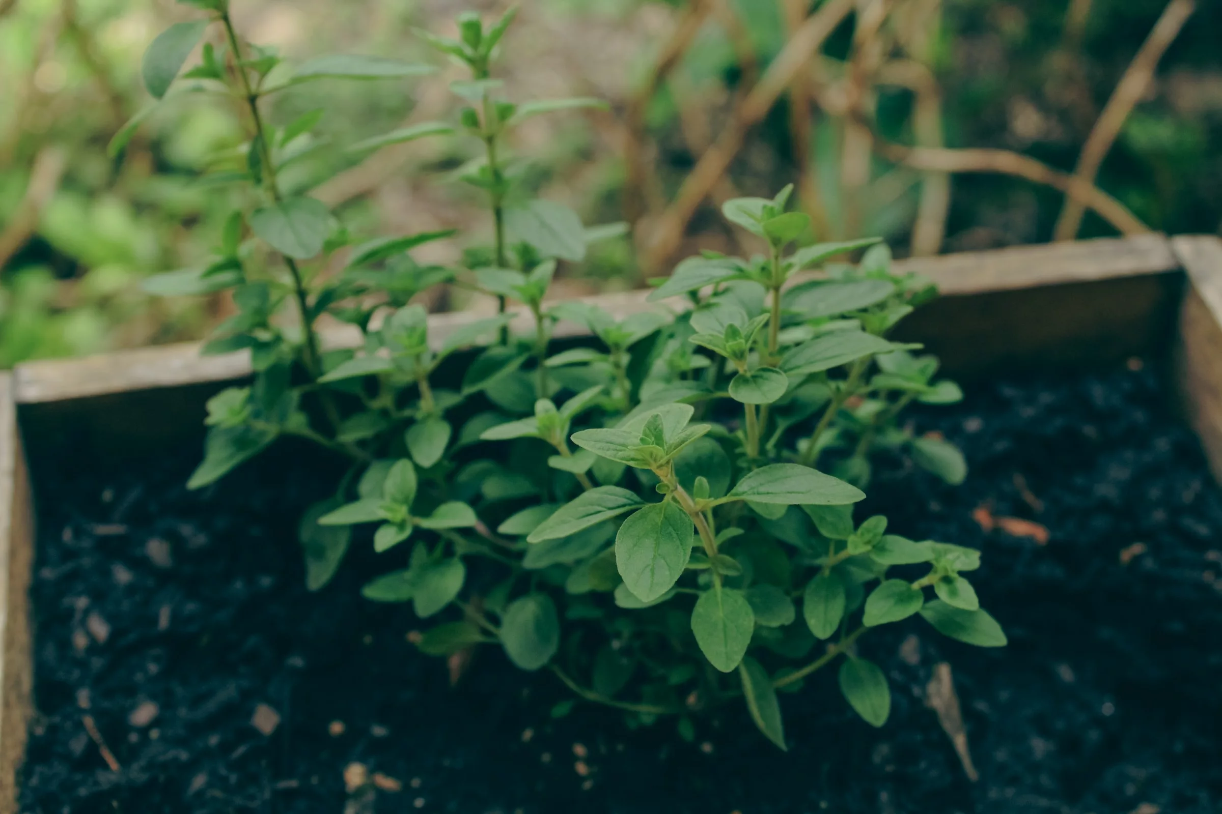 Oregano