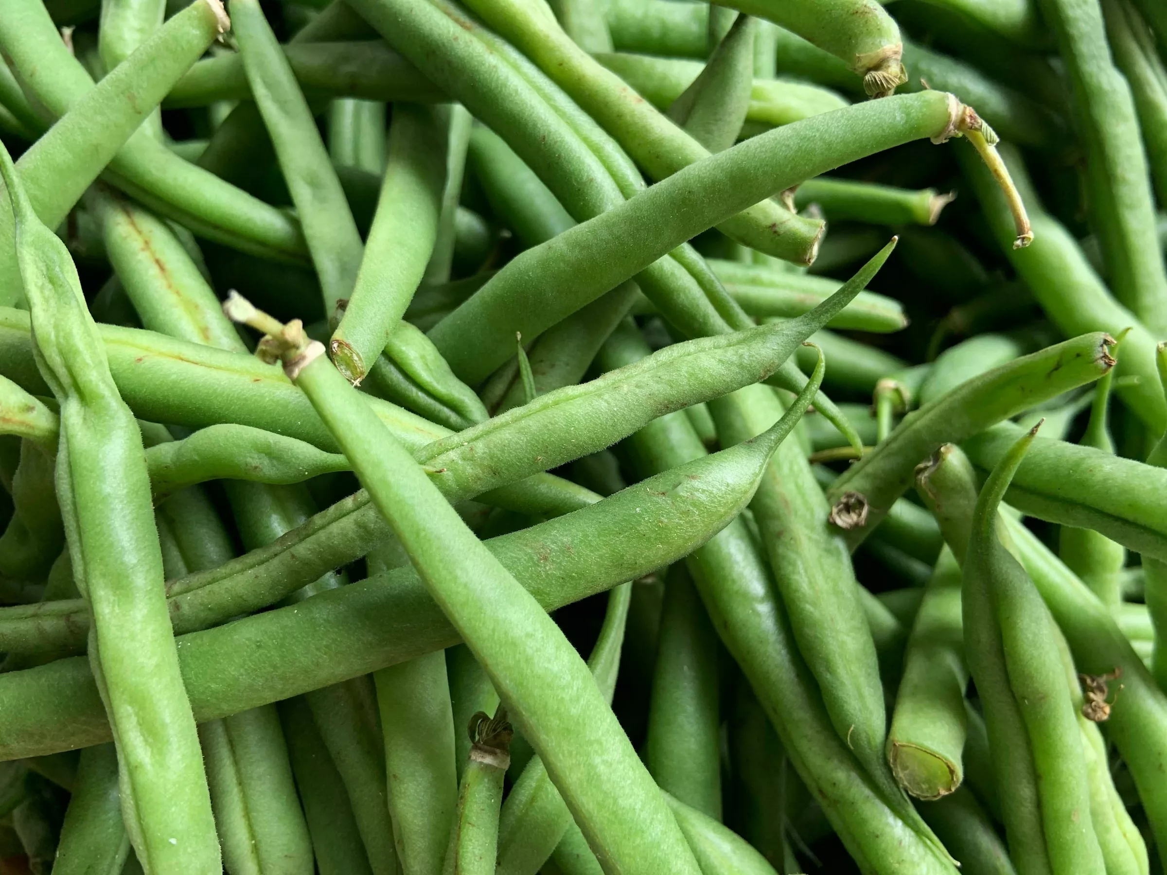 Beans – Bush Beans