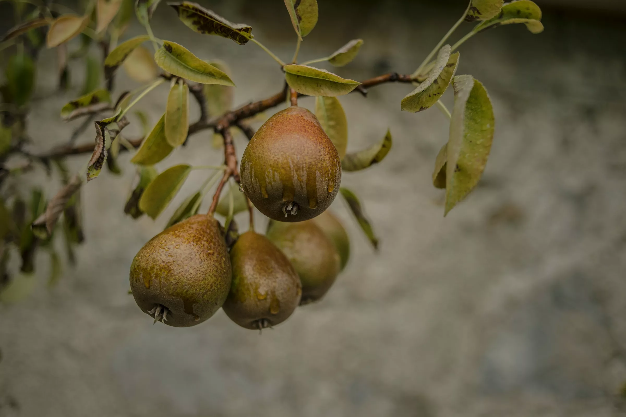 Pears