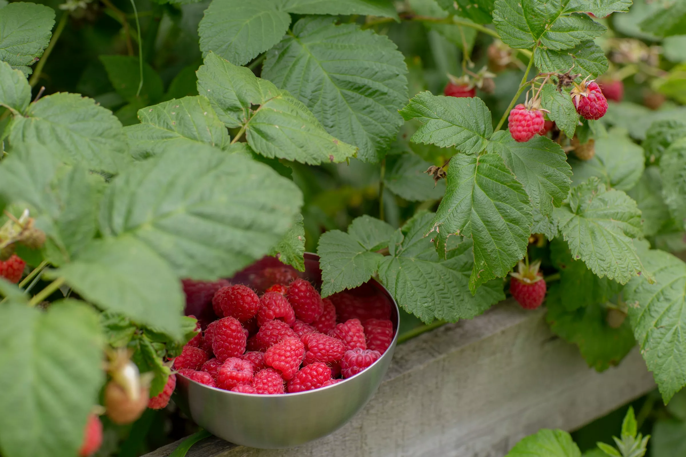 Raspberries