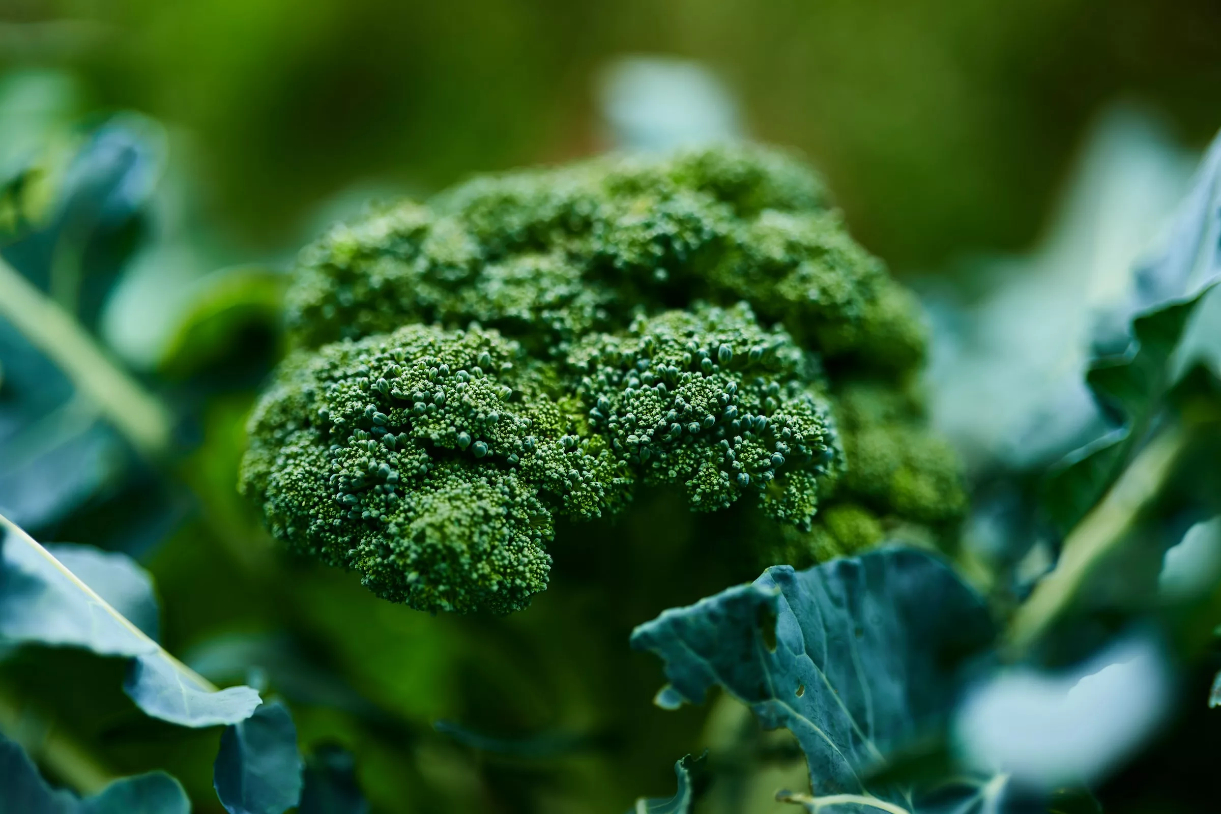 Broccoli