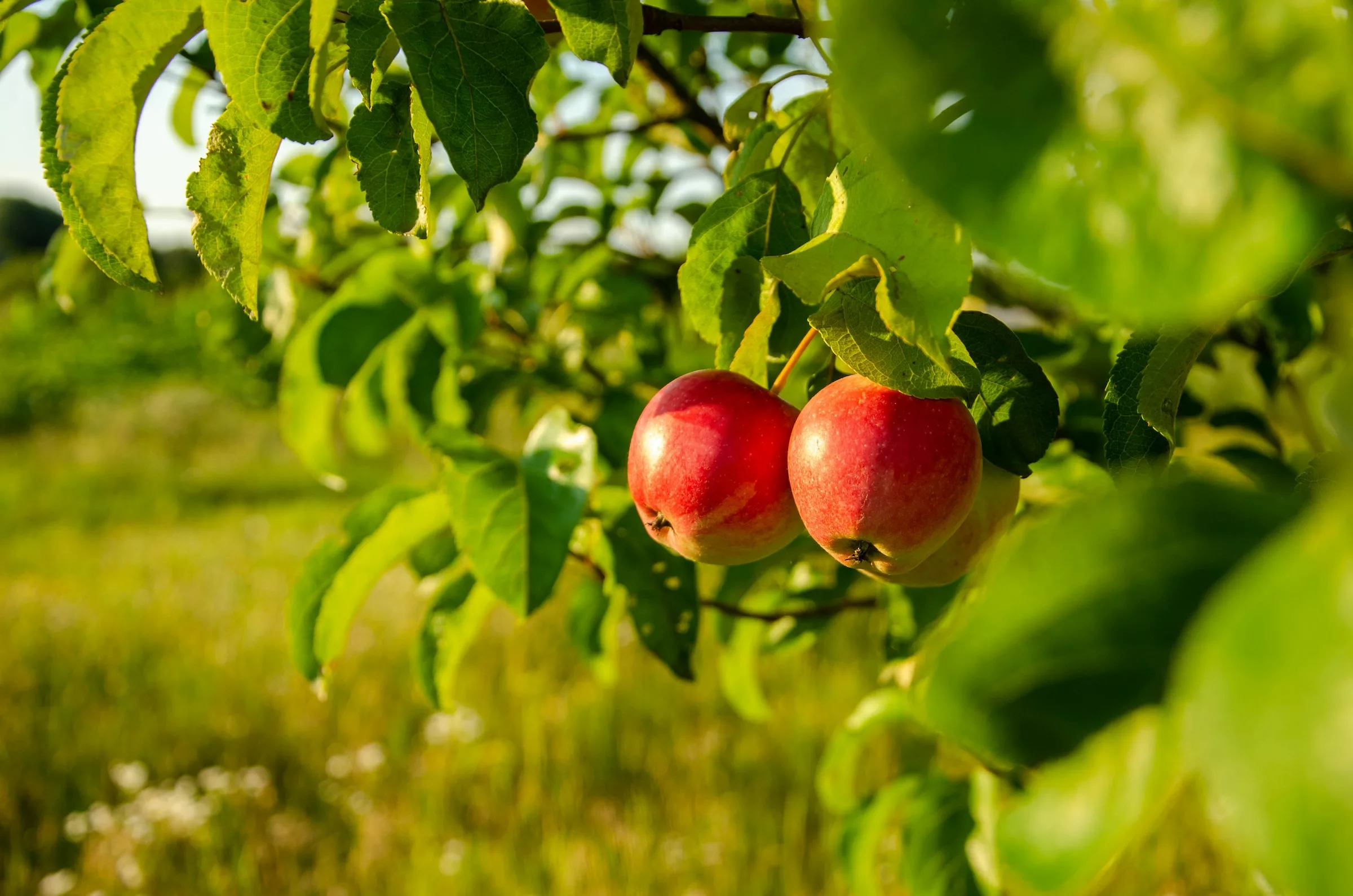 Apples