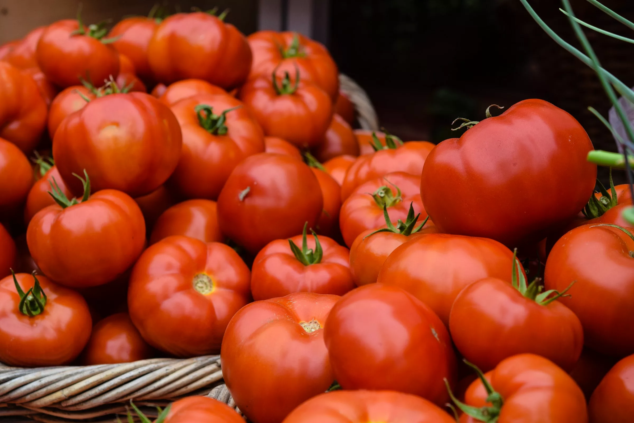 Tomato – Beefsteak Tomato