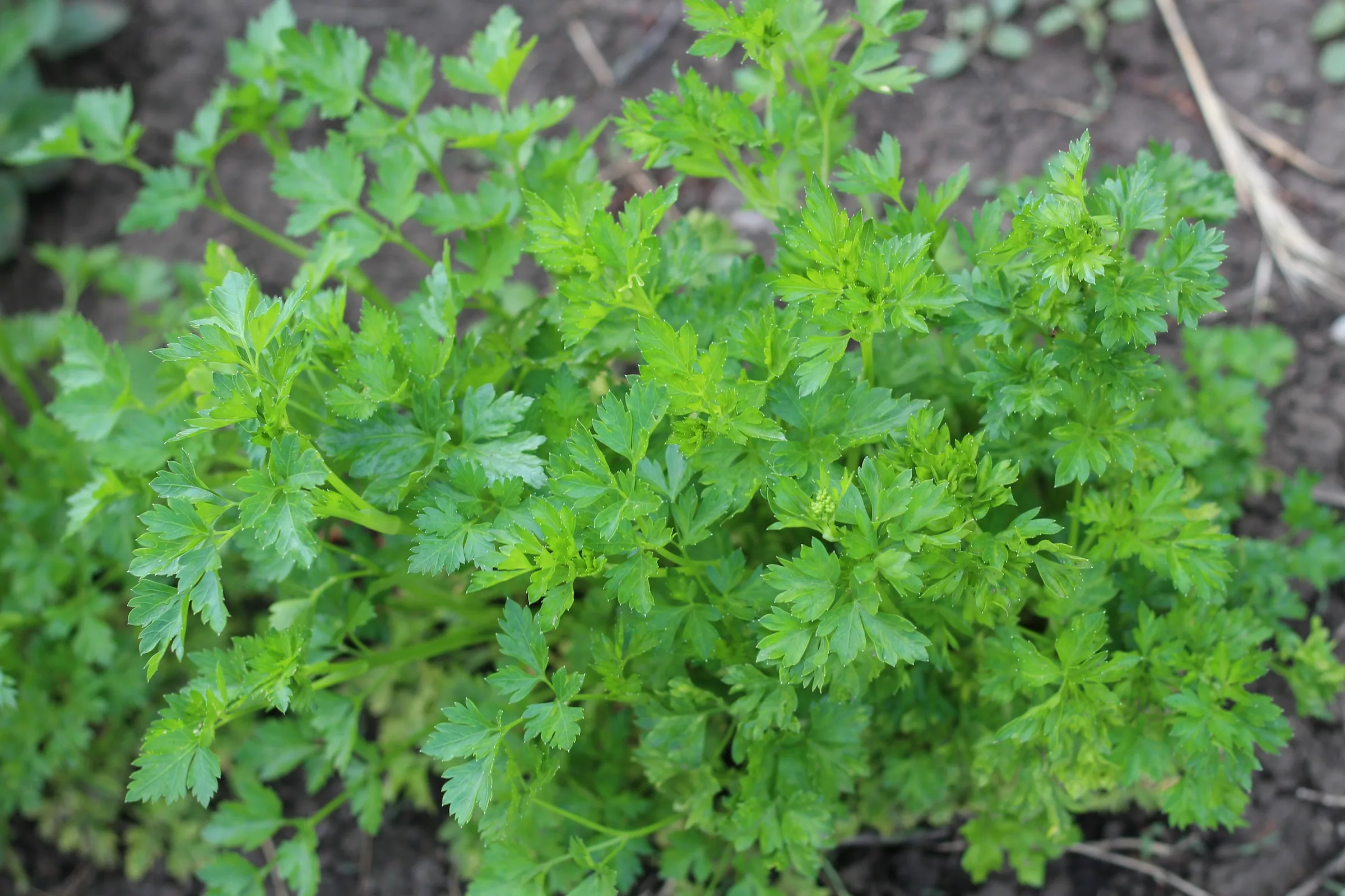 Parsley