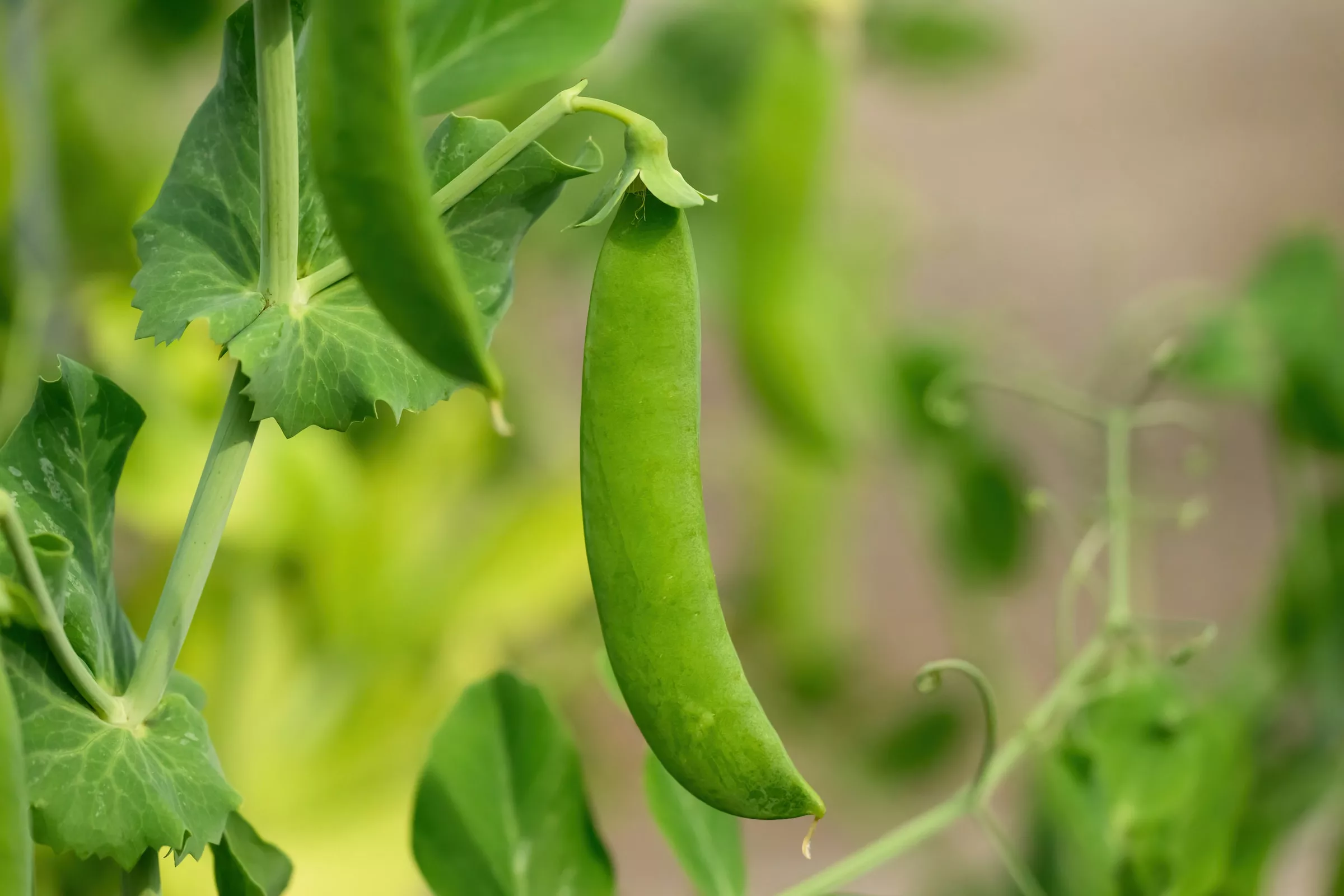 Snow Peas