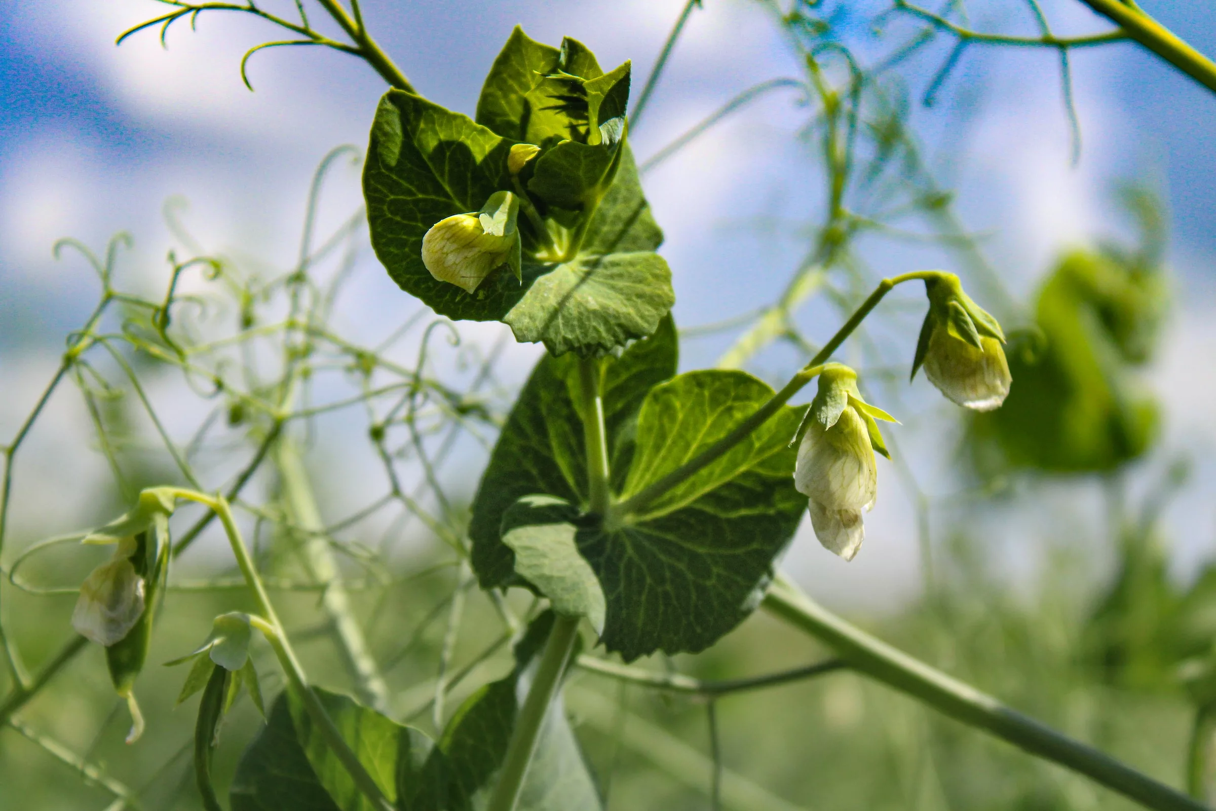 Sugar Snap Peas