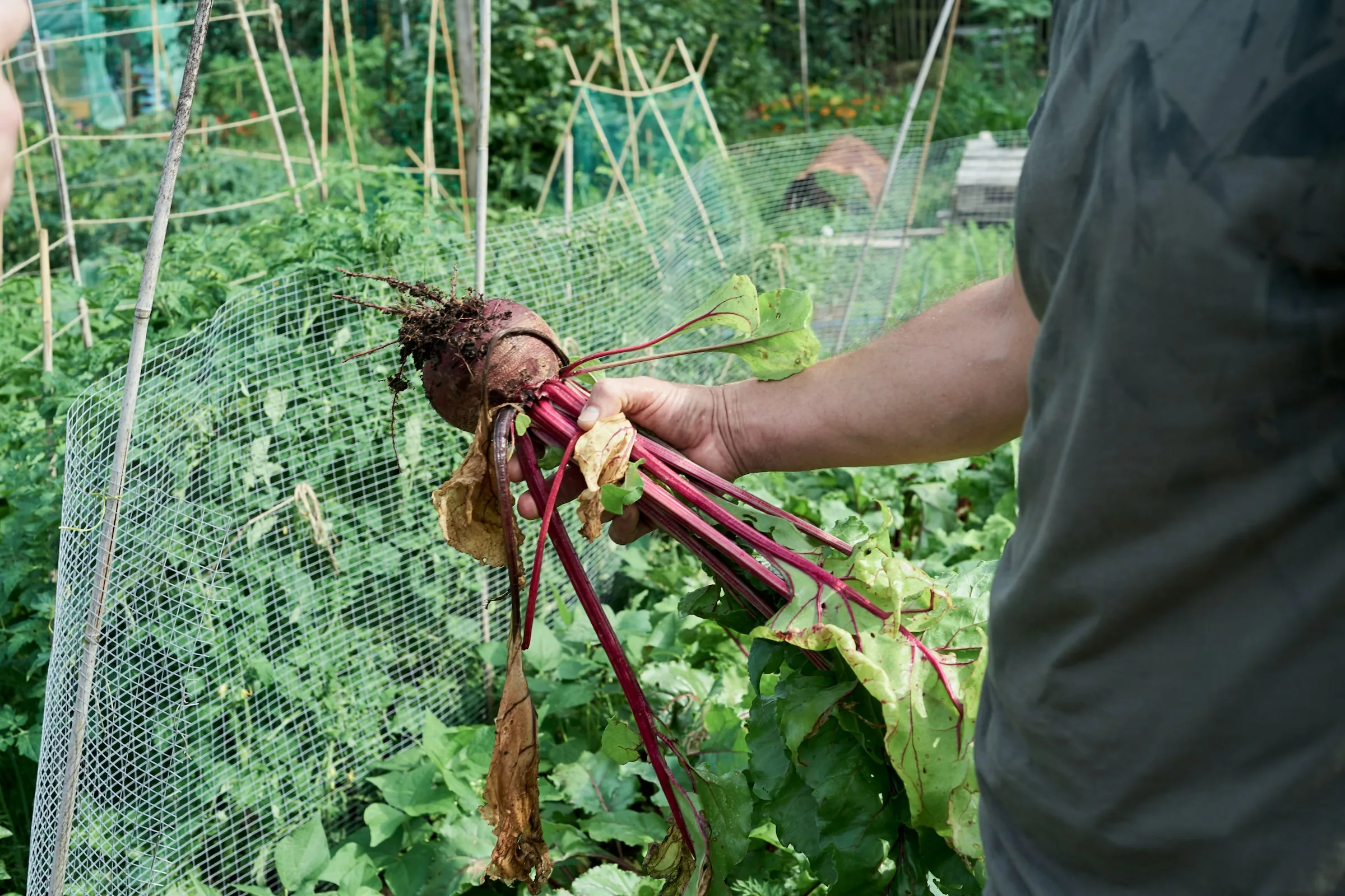 Beets