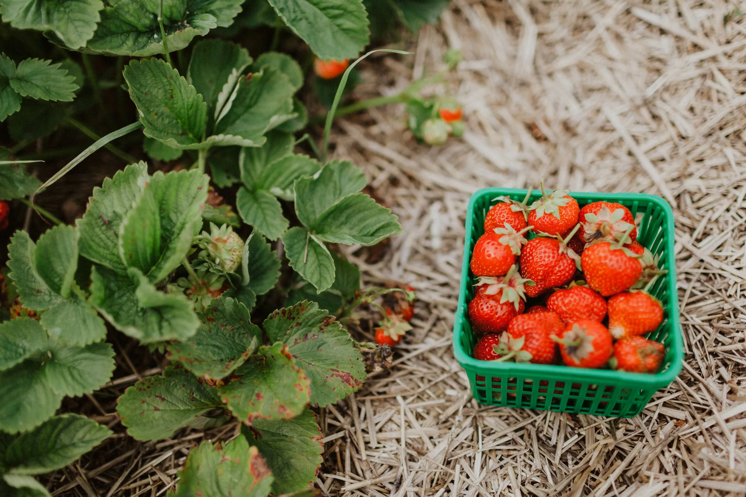 Strawberries – Garden Strawberries