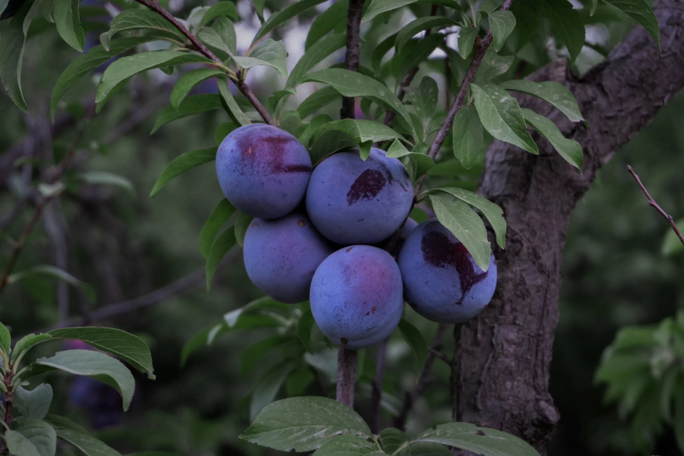 Plums