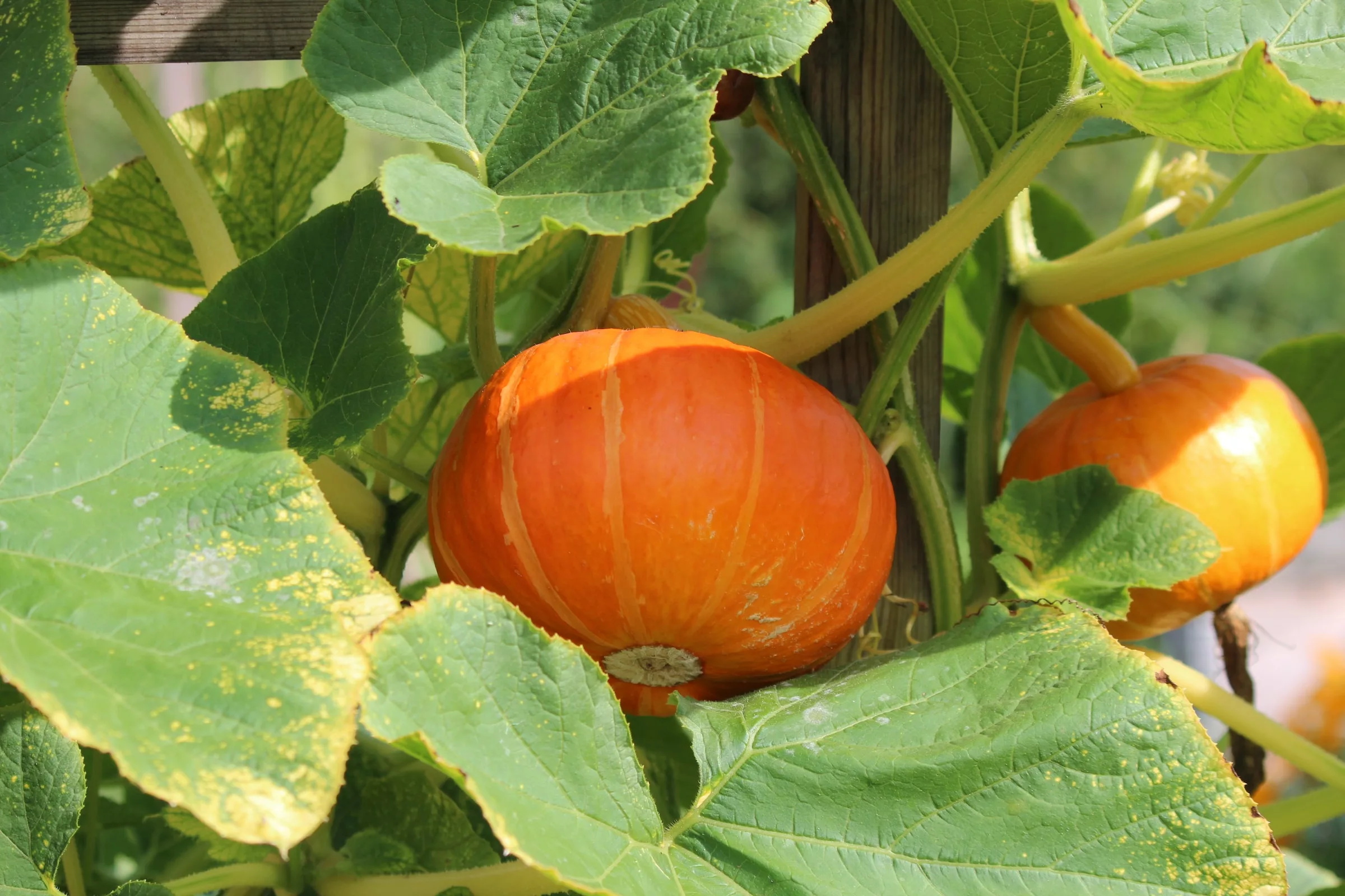 Squash – Winter Squash